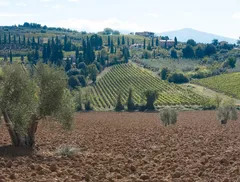 vitello maremmano