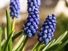 Asparagi small
