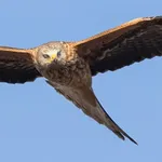 Aquiloni (6)