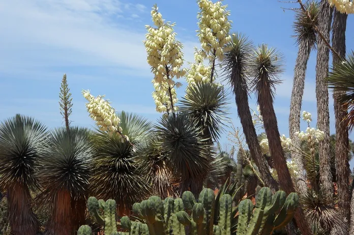 la-pianta-di-yucca-terra- la-lente-web