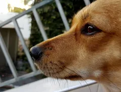 cuccioli