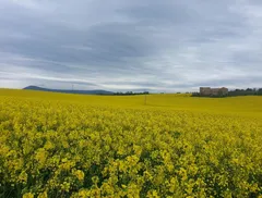 CAmino