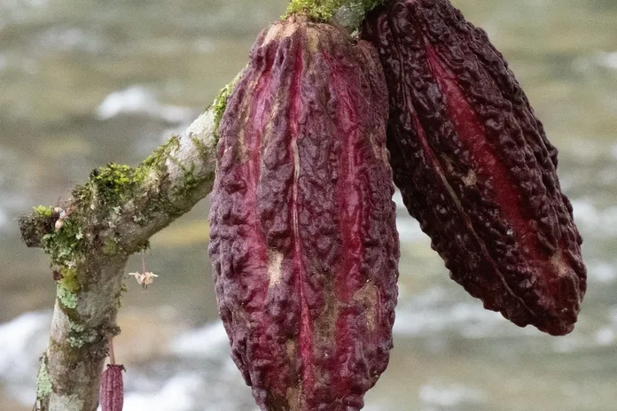 zucchero-di-canna-la-lente-web