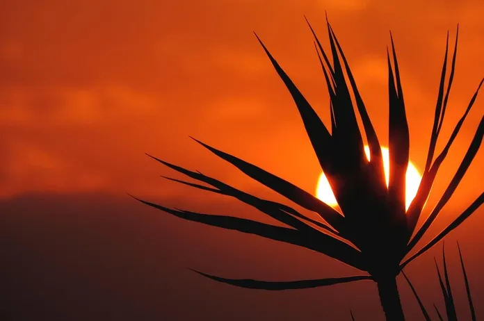 la-pianta-di-yucca-deserto-la-lente-web