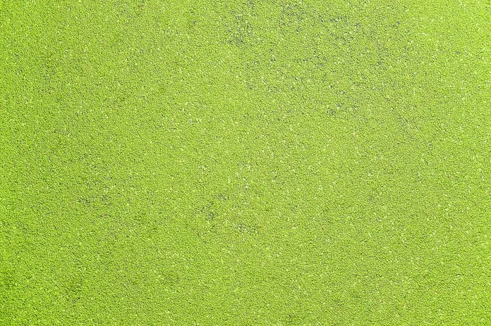 alga-wakame-01-la-lente-web