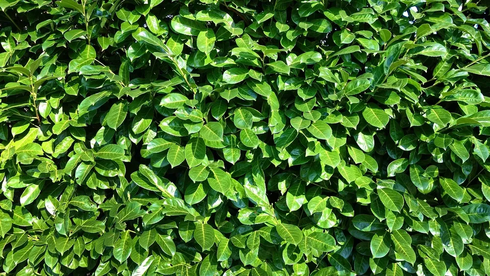 great-green-wall-mappa-la-lente-web