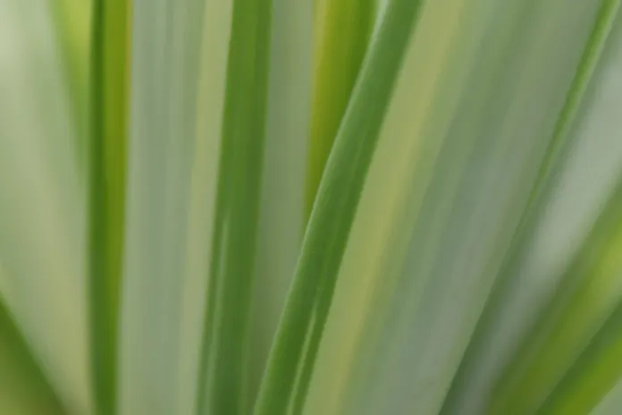 la-pianta-di-yucca-fiori-la-lente-web