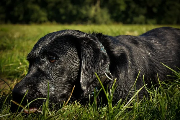 Labrador
