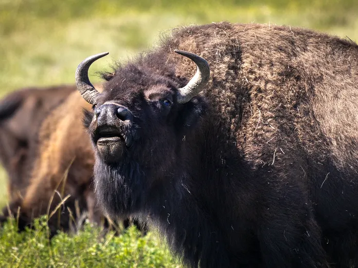 bisonte-europeo-01-wiki-la-lente-web