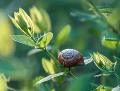Ladro
