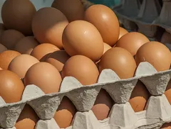 Pagina 7 La Massaia