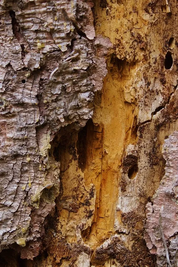 bugs-hotel-albero-la-lente-web