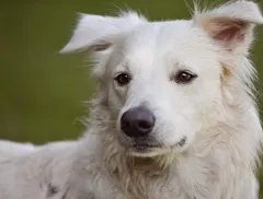 Cane intelligente