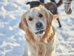 Labrador marrone