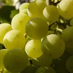 foraging