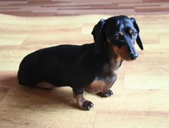 CUCCIOLI