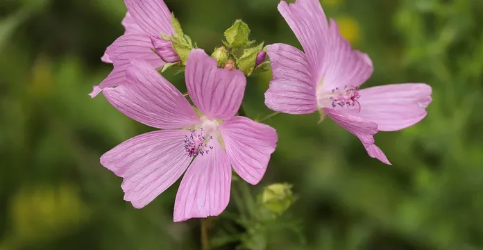 malva-fiore-rosa-la-lente-web