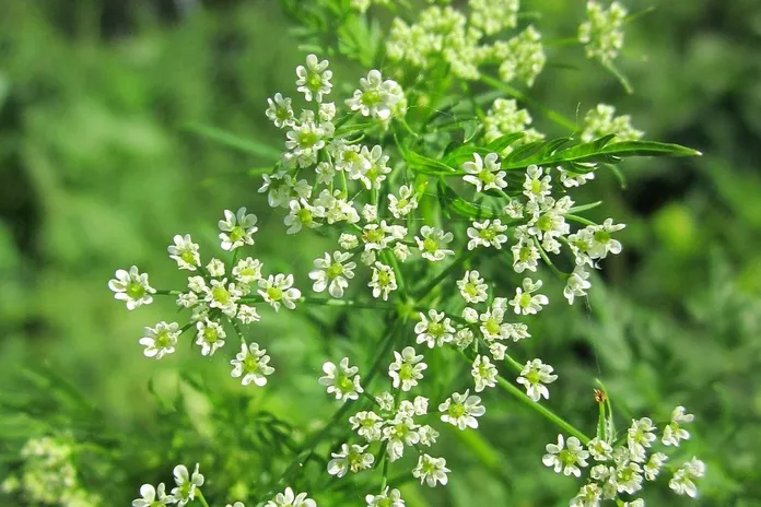 sedano-rapa-verdure-la-lente-web