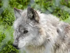 lupo