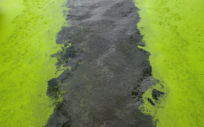 alga-wakame-04-la-lente-web