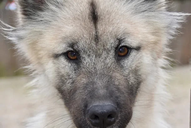 Razze Cani