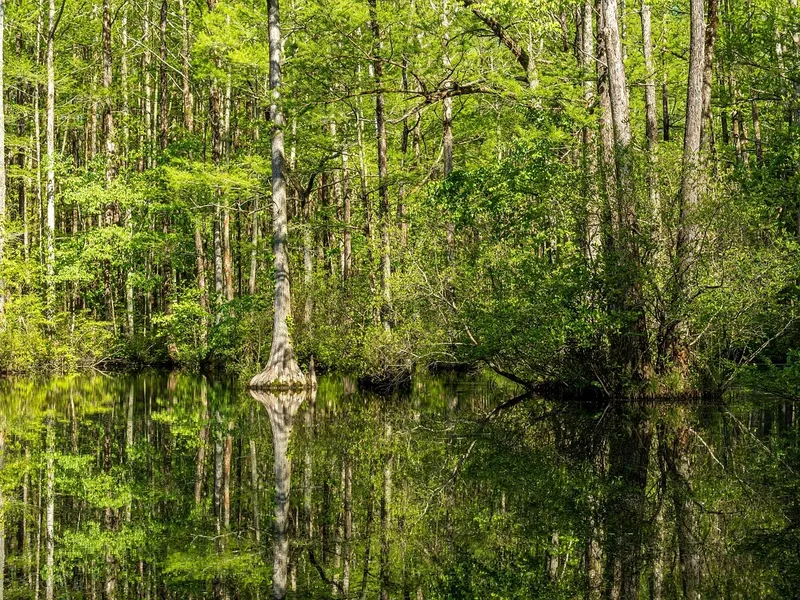 gambero-rosso-della-louisiana-la-lente-web-03