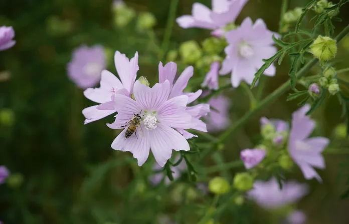 malva-fiore-ambientato-la-lente-web