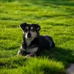 Labrador appena nati