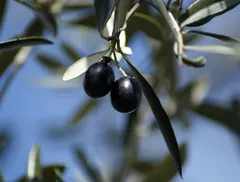 Prugnolo