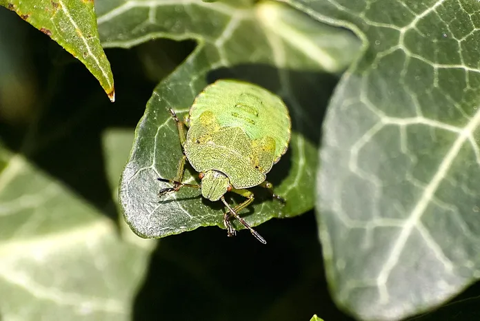 bugs-hotel-particolare-la-lente-web