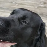 Labrador marrone