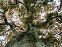 Cimitero Querce
