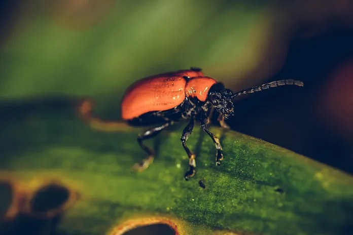 bugs-hotel-grande-la-lente-web