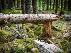 Albero spezzato via Sarsina (1)