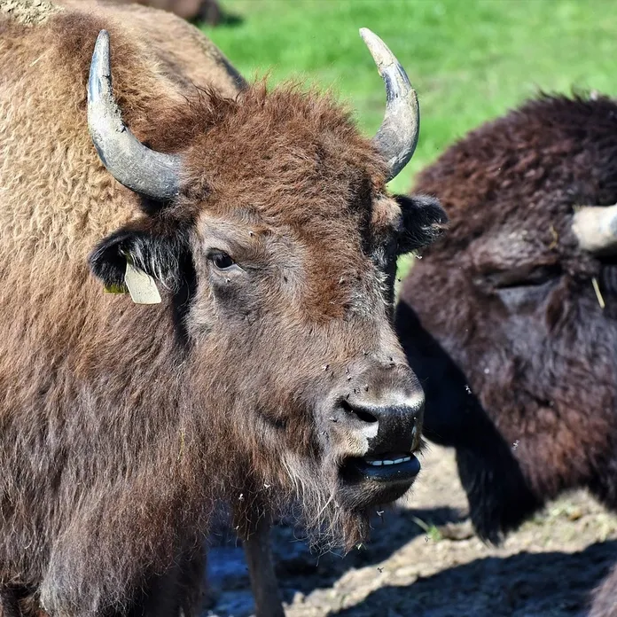 bisonte-europeo-cava-altamira-spagna-wiki-la-lente-web