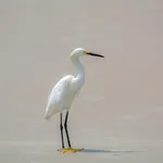 Terracina