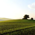 Vegatazione Agro Romano