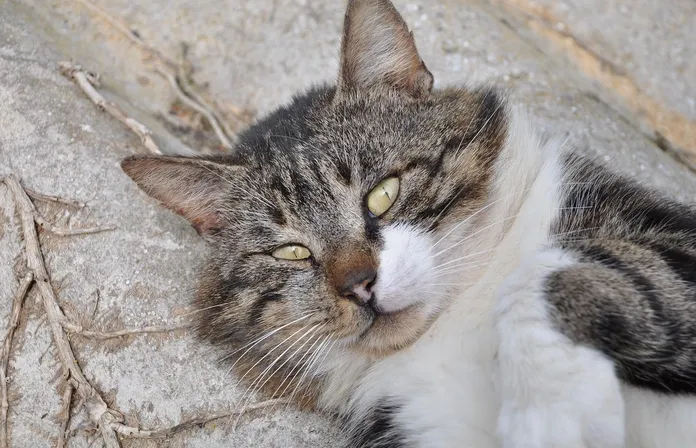 Serval il felino lalenteweb.it