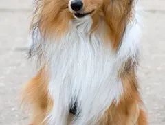 Labrador