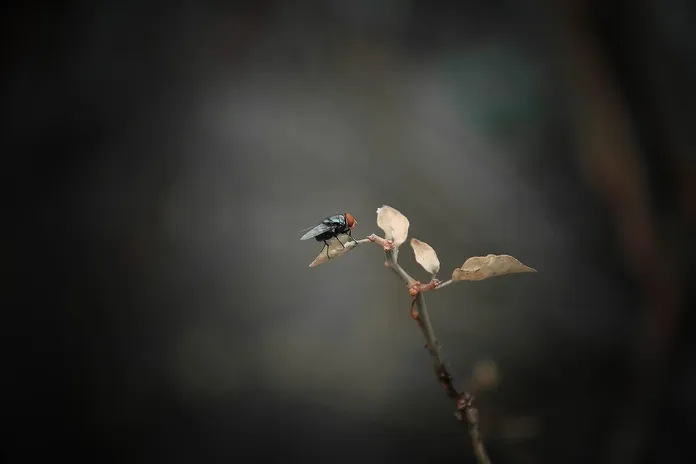 bugs-hotel-macro-la-lente-web