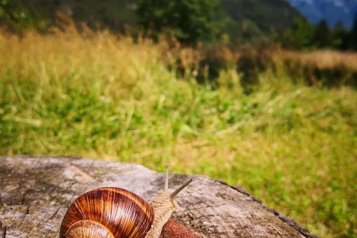bracconaggio-in-italia-bersaglio-la-lente-web