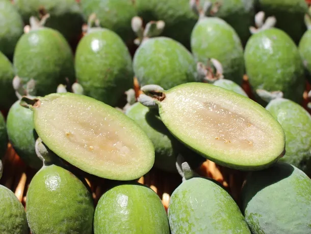 Feijoa 2 (3)