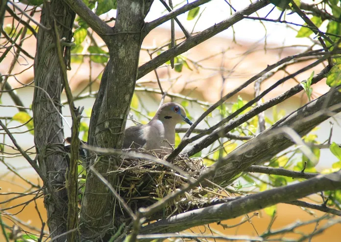 protezione-degli-uccelli-nido1-la-lente-web