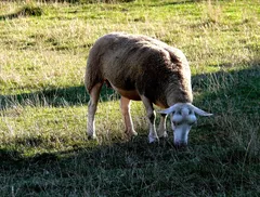 pecore