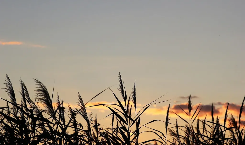 cane-procione-la-lente-web-02