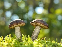 Ninfeo di Egeria Caffarella