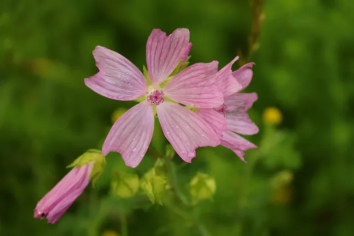 malva-fiori-la-lente-web
