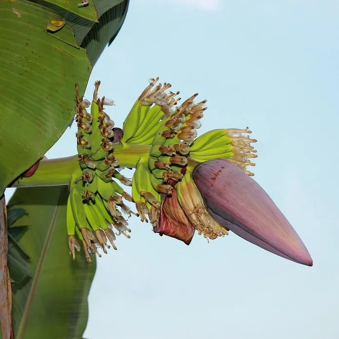futuro-delle-banane-la-lente-web-01