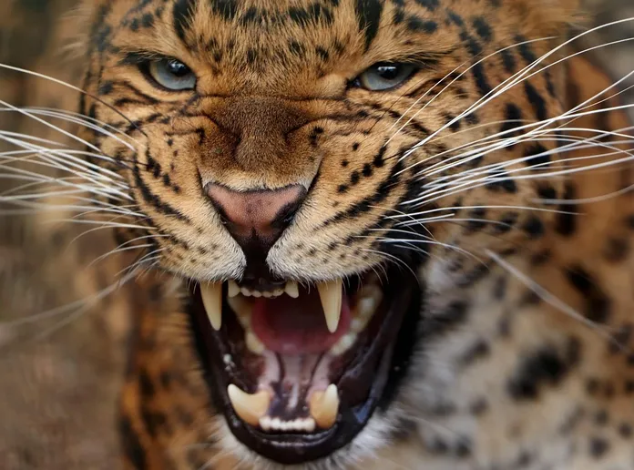leopardo dell'amur estinzione lalenteweb