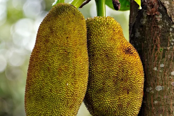 Il fiore di Feijoa
